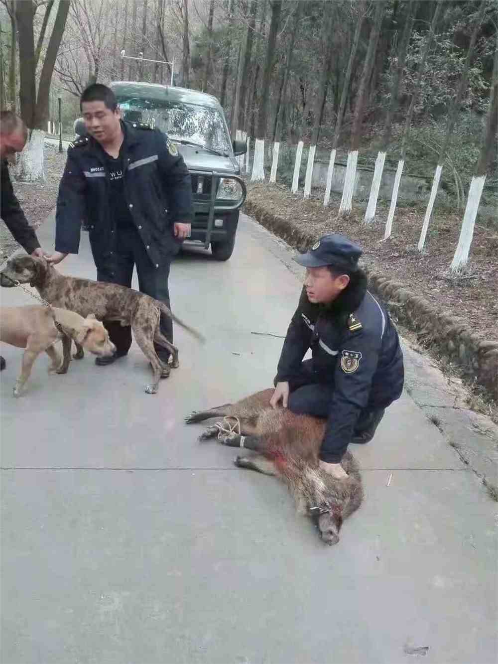 老人被野猪撕咬家属希望有合理赔偿,老人家遭野猪攻击，亲属要求合理赔偿