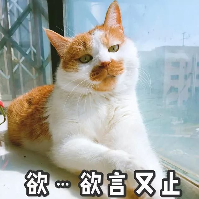 羊毛月猫一杯,月光下的羊毛猫咖啡