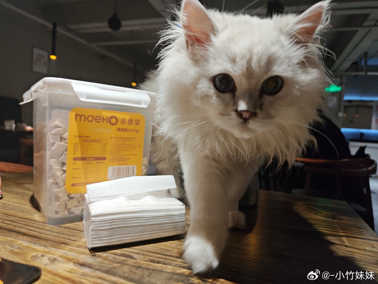 羊毛月和猫一杯疑似情侣,羊毛月与猫咪同饮疑似恋人