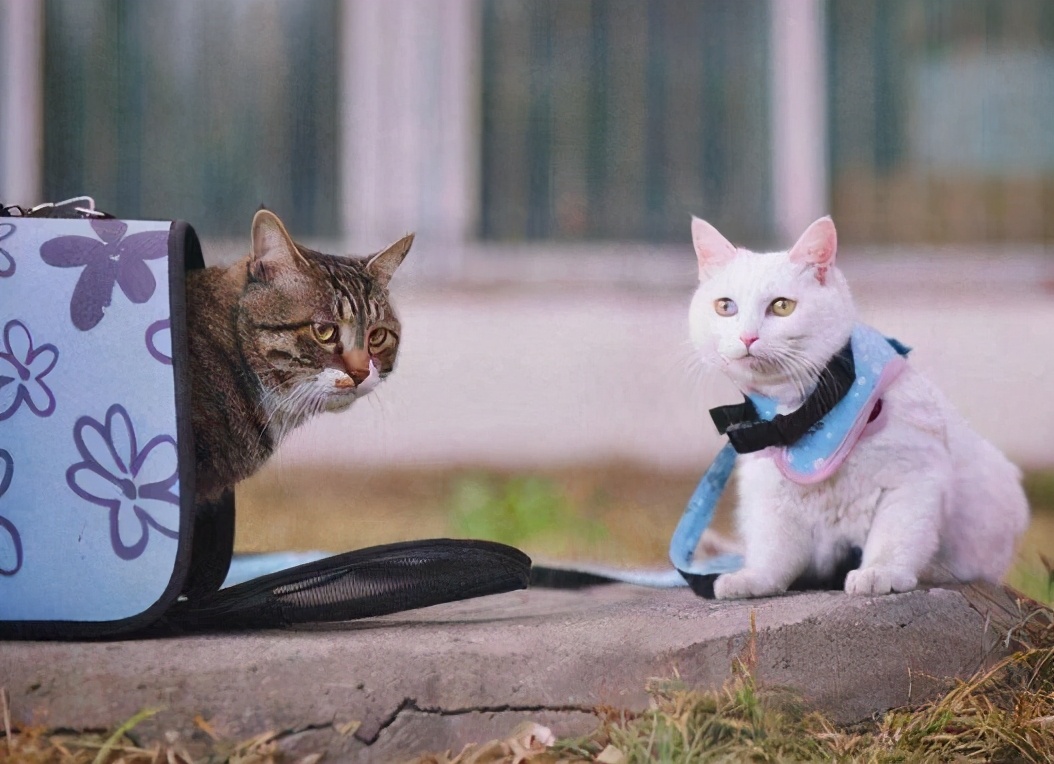 猫最好别让我看见你空手出去,猫咪出门请随身携带礼物