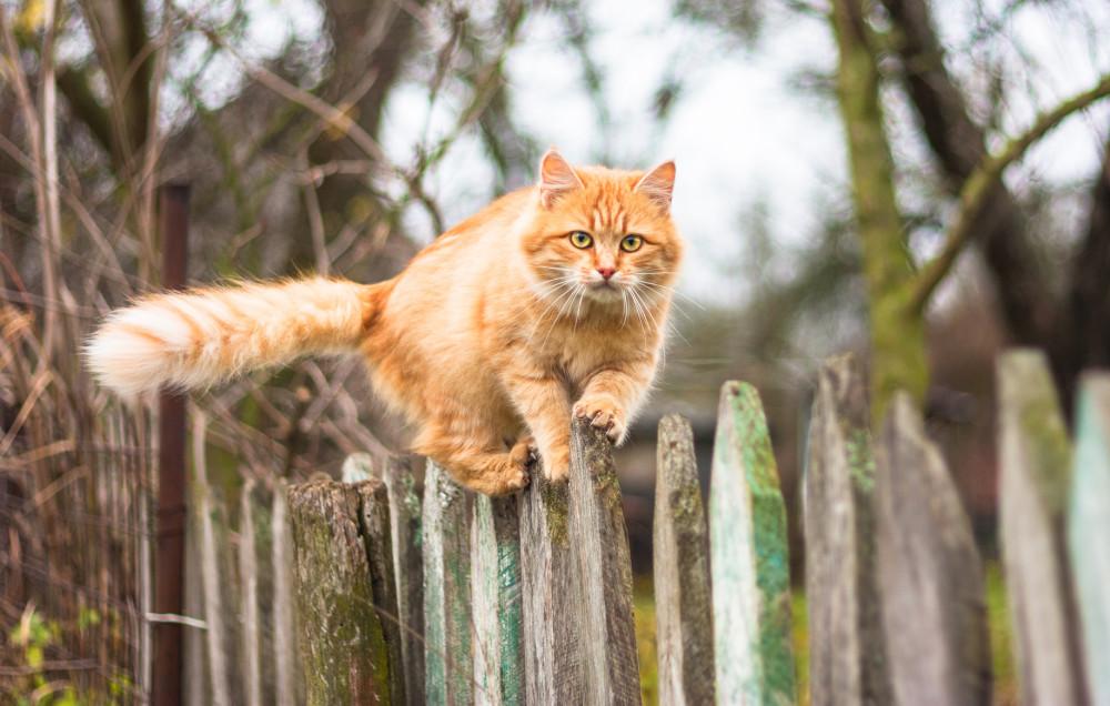 猫最好别让我看见你空手出去,猫咪，你出去可别空着手回来哦