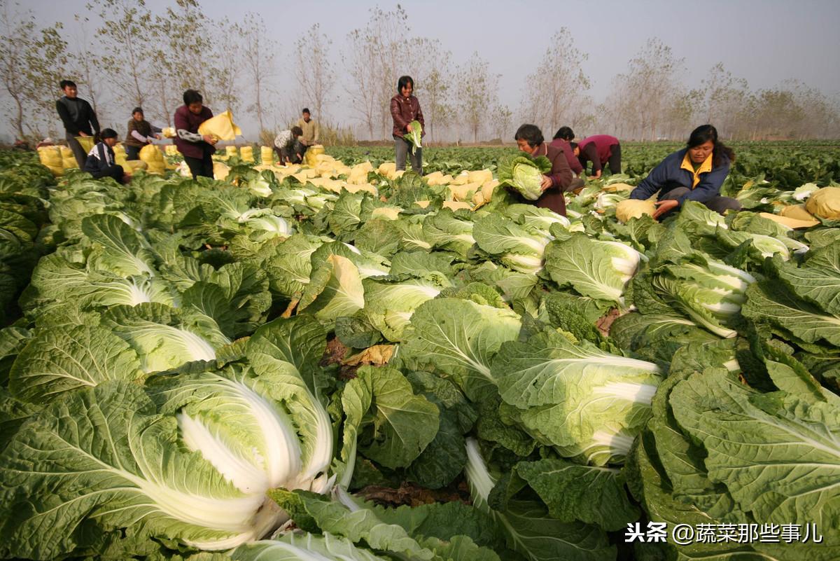 线椒价格最新行情,最新线椒市场价格动态