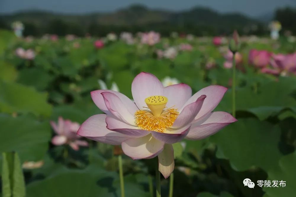 莲花最新招聘信息,莲花开幕招聘盛况空前。