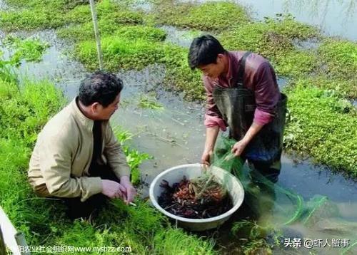 优苗最新,“优质苗种资讯速递”