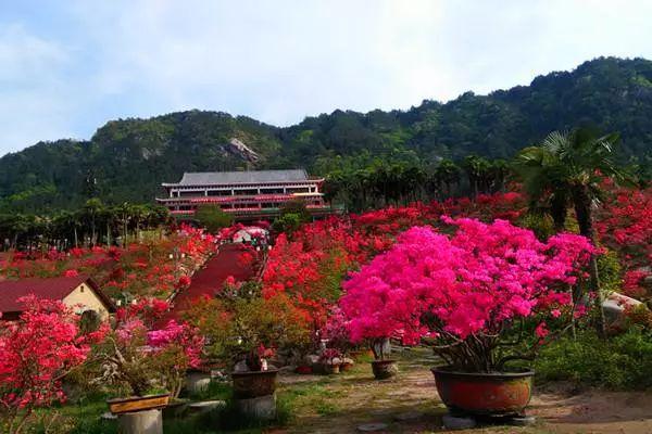 岳西大观园最新消息,岳西大观园最新进展，精彩速递！