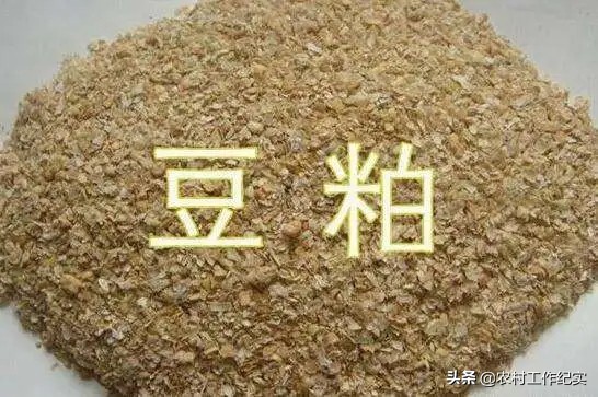 豆柏最新价格,豆柏市场动态，最新报价揭晓。