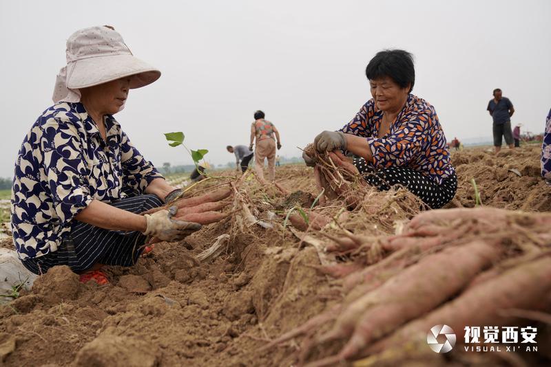 临潼北田红薯最新价格,临潼北田红薯现价查询