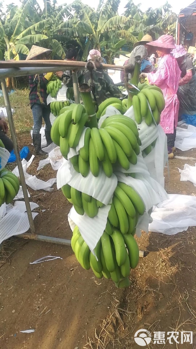 广西香蕉基地最新价格,广西香蕉产地最新行情