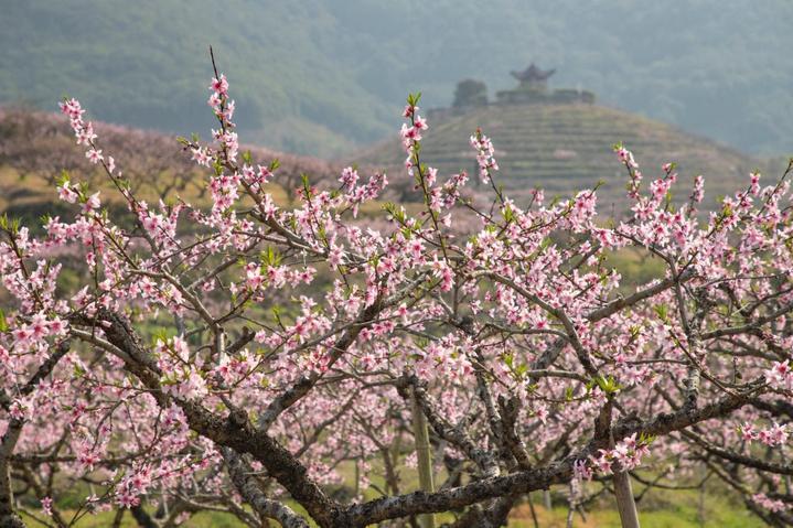 桃花直播app最新版,桃花直播APP全新版本