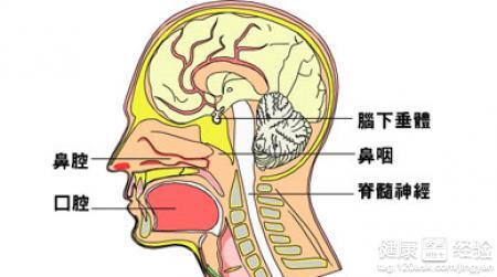 鼻咽癌最新分期,鼻咽癌最新诊疗分期解读