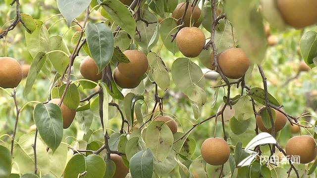 夏津红薯最新价格,夏津红薯现价揭晓