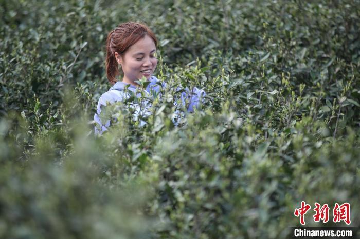 贞丰小屯镇最新消息：贞丰小屯镇新鲜资讯